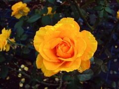 �摜(240x180)�E�g��摜(480x360)