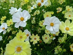 �摜(240x180)�E�g��摜(480x360)