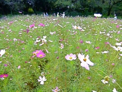 �摜(240x180)�E�g��摜(480x360)