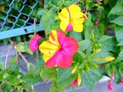 �摜(240x180)�E�g��摜(480x360)