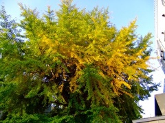 �摜(240x180)�E�g��摜(480x360)