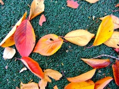 �摜(240x180)�E�g��摜(480x360)