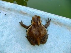 �摜(240x180)�E�g��摜(480x360)