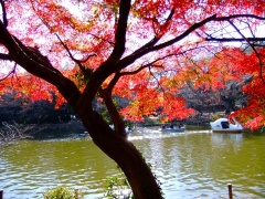 �摜(240x180)�E�g��摜(480x360)