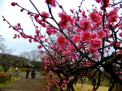 �摜(240x180)�E�g��摜(480x360)