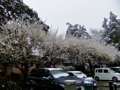 画像(240x180)・拡大画像(480x360)