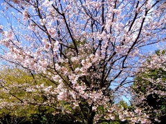 画像(240x180)・拡大画像(480x360)