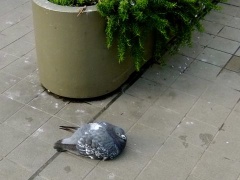 画像(240x180)・拡大画像(480x360)