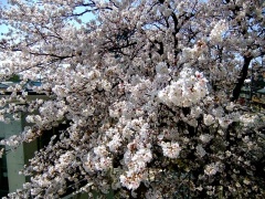 �摜(240x180)�E�g��摜(480x360)