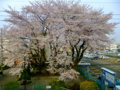 �摜(240x180)�E�g��摜(480x360)