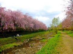 �摜(240x180)�E�g��摜(480x360)