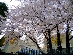 �摜(240x180)�E�g��摜(480x360)