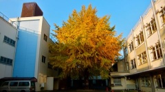 �摜(240x135)�E�g��摜(480x270)