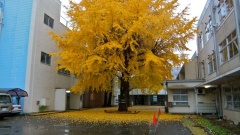 �摜(240x135)�E�g��摜(480x270)