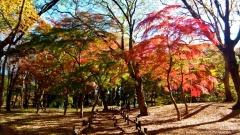 �摜(240x135)�E�g��摜(480x270)