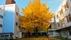 �摜(240x135)�E�g��摜(480x270)