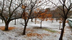 �摜(240x135)�E�g��摜(480x270)