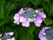 �摜(180x135)�E�g��摜(400x300)