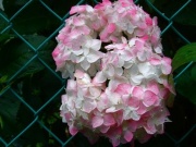 �摜(180x135)�E�g��摜(400x300)