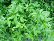 �摜(180x135)�E�g��摜(400x300)