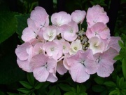 �摜(180x135)�E�g��摜(400x300)