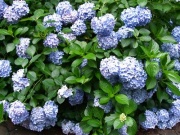 �摜(180x135)�E�g��摜(400x300)