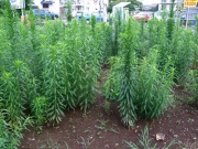 �摜(180x135)�E�g��摜(400x300)