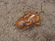 �摜(180x135)�E�g��摜(400x300)