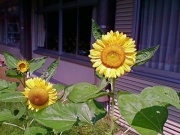 �摜(180x135)�E�g��摜(400x300)