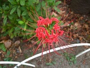 �摜(180x135)�E�g��摜(400x300)