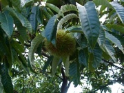 �摜(180x135)�E�g��摜(400x300)