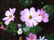 �摜(180x135)�E�g��摜(400x300)