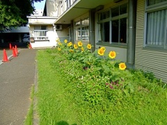 �摜(240x180)�E�g��摜(480x360)