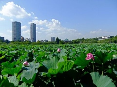 �摜(240x180)�E�g��摜(480x360)