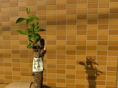 �摜(240x180)�E�g��摜(480x360)