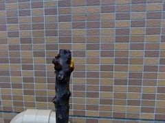 �摜(240x180)�E�g��摜(480x360)