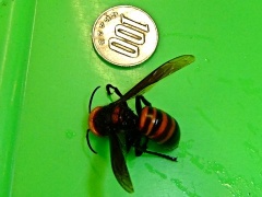 �摜(240x180)�E�g��摜(480x360)