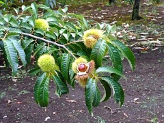 �摜(240x180)�E�g��摜(480x360)