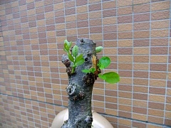 �摜(240x180)�E�g��摜(480x360)