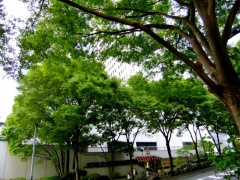 �摜(240x180)�E�g��摜(640x480)