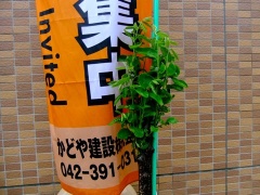 �摜(240x180)�E�g��摜(480x360)