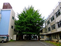 �摜(240x180)�E�g��摜(480x360)