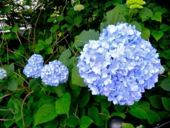 �摜(240x180)�E�g��摜(480x360)