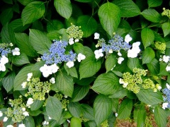 �摜(240x180)�E�g��摜(480x360)