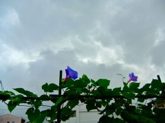 �摜(240x180)�E�g��摜(480x360)