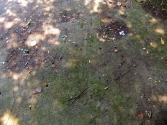 �摜(240x180)�E�g��摜(480x360)