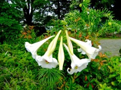 �摜(240x180)�E�g��摜(480x360)