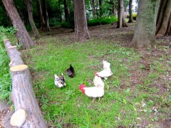 �摜(240x180)�E�g��摜(480x360)