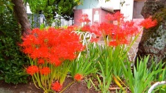 �摜(240x135)�E�g��摜(480x270)