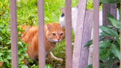 �摜(240x135)�E�g��摜(480x270)